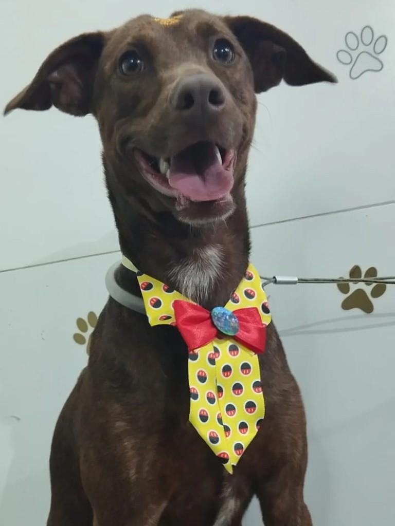 Chocolate, cachorro de porte médio para adoção em São Gabriel da Palha - ES