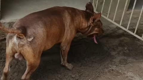 Luck, cachorro de porte grande para adoção em São Gabriel da Palha - ES
