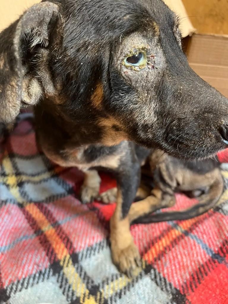 Luna, cachorro de porte pequeno para adoção em São Gabriel da Palha - ES