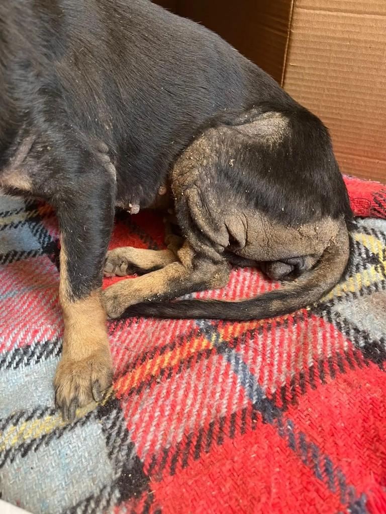 Luna, cachorro de porte pequeno para adoção em São Gabriel da Palha - ES — foto 2 de 2