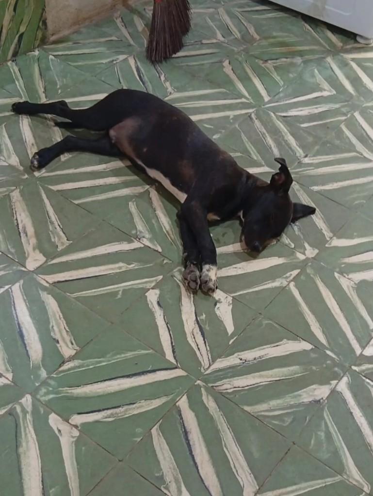 Feijão, cachorro de porte pequeno para adoção em São Gabriel da Palha - ES