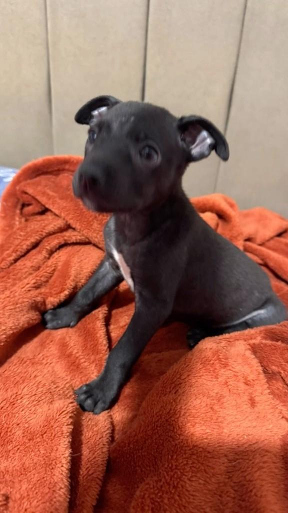 Cacau, cachorro de porte pequeno para adoção em Anápolis - GO