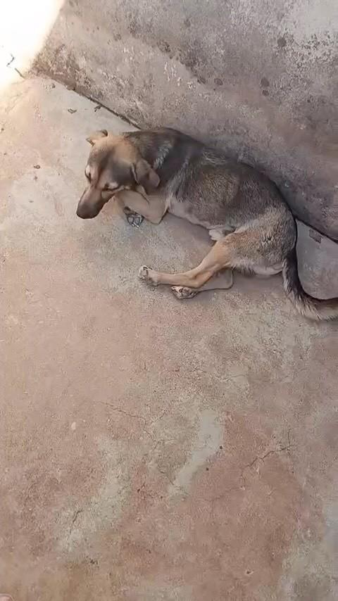 Fabinho, cachorro de porte pequeno para adoção em Anápolis - GO