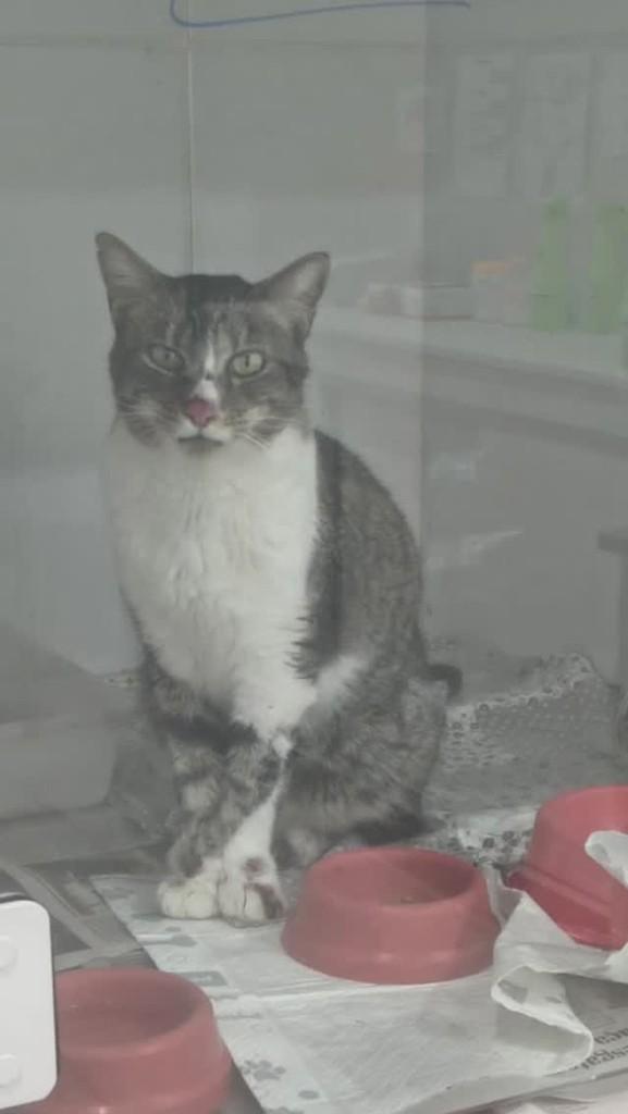Ícaro, gato de porte médio para adoção em Florianópolis - SC