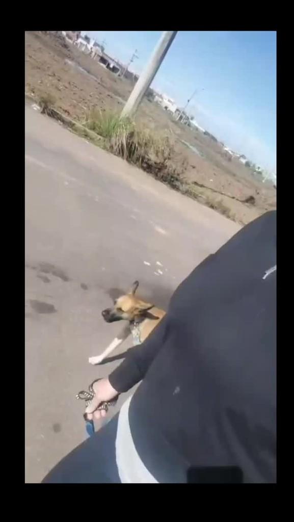Zé Felipe, cachorro de porte médio para adoção em Florianópolis - SC