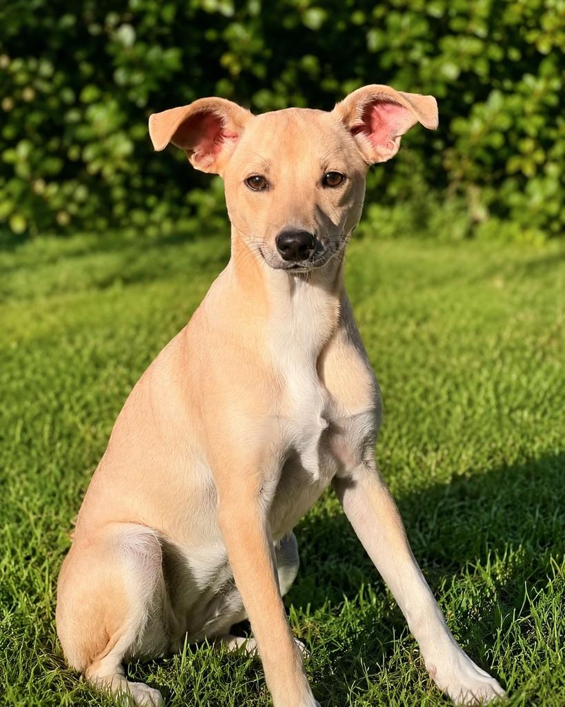 Raika, cachorro de porte pequeno para adoção em Florianópolis - SC