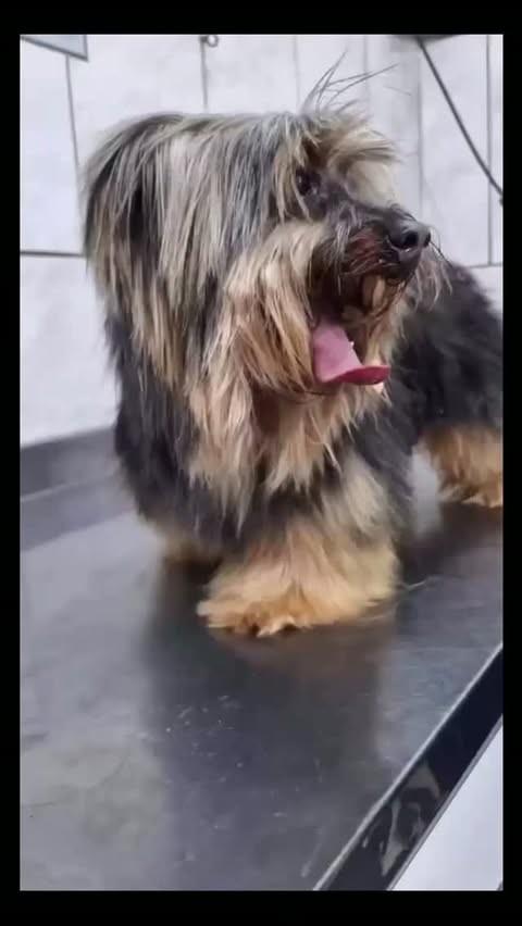 Duk, cachorro de porte pequeno para adoção em Florianópolis - SC