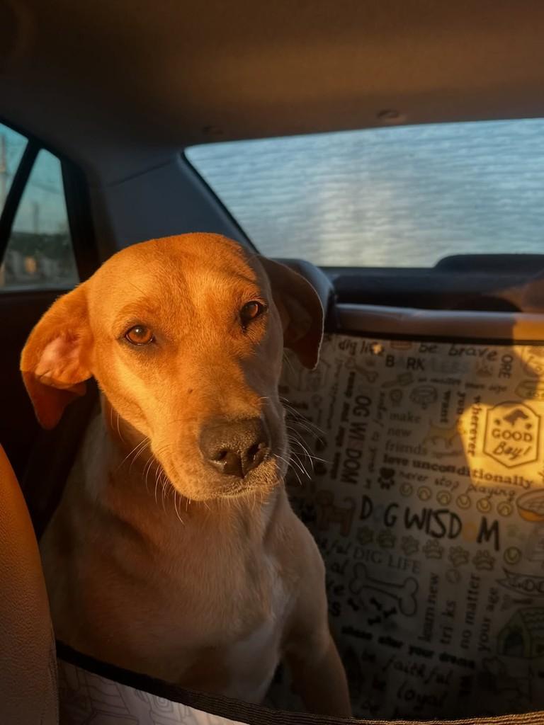 Anita Garibaldi, cadela de porte médio para adoção em Florianópolis - SC