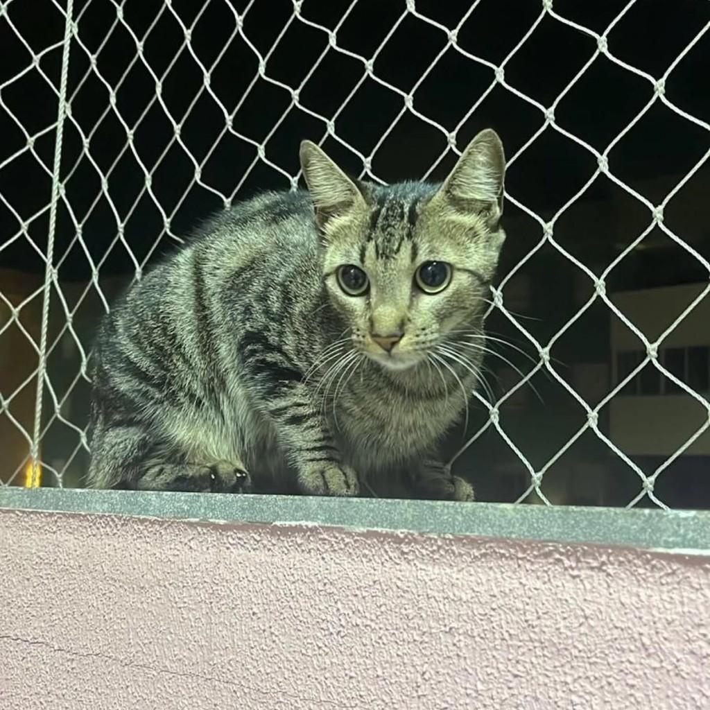 Princesinha, gata de porte pequeno para adoção em Áurea - RS