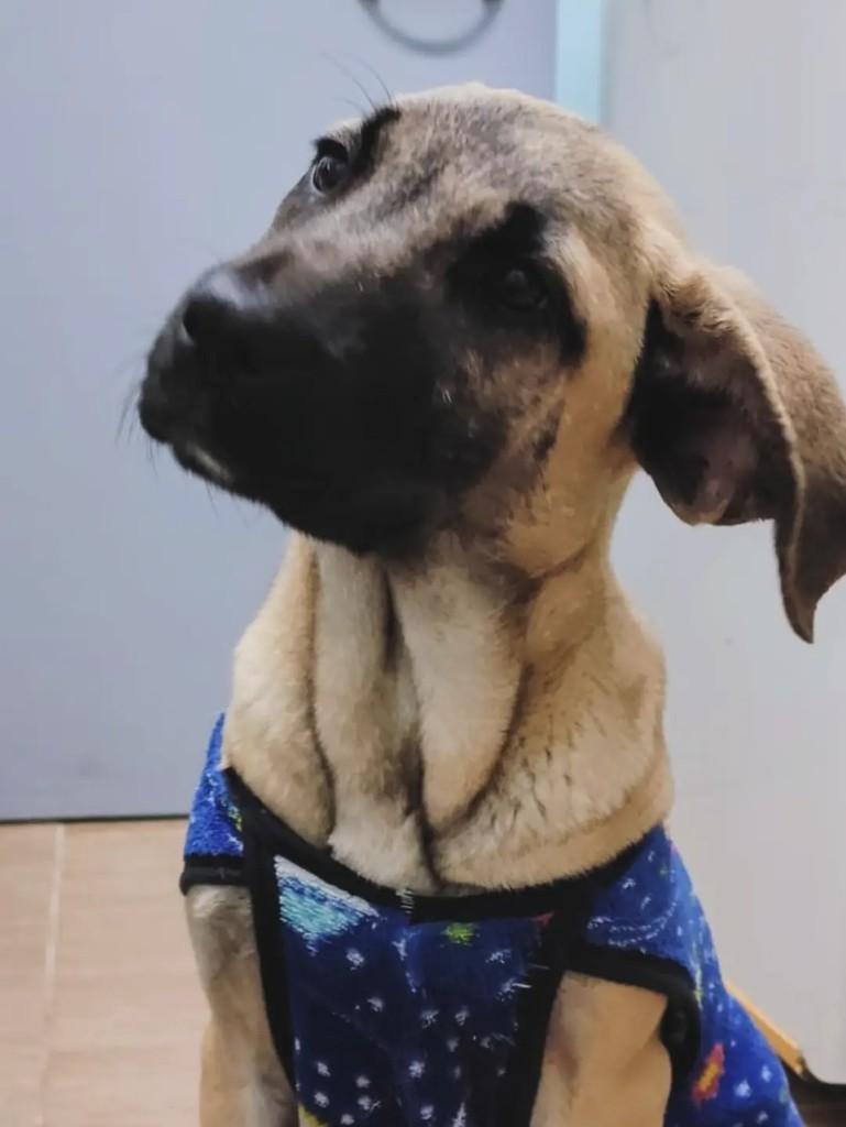 Laila, cadela de porte grande para adoção em Áurea - RS