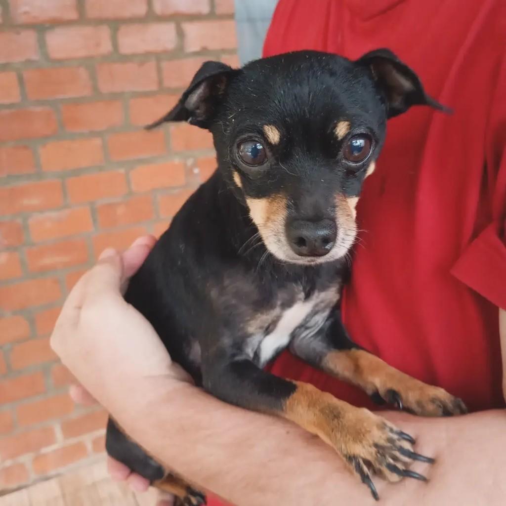 Purga, cachorro de porte pequeno para adoção em Áurea - RS