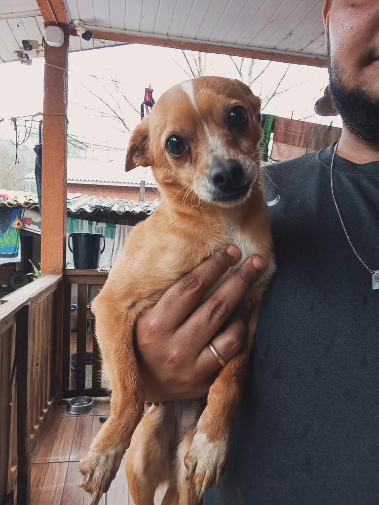Zezinho, cachorro de porte pequeno para adoção em Áurea - RS