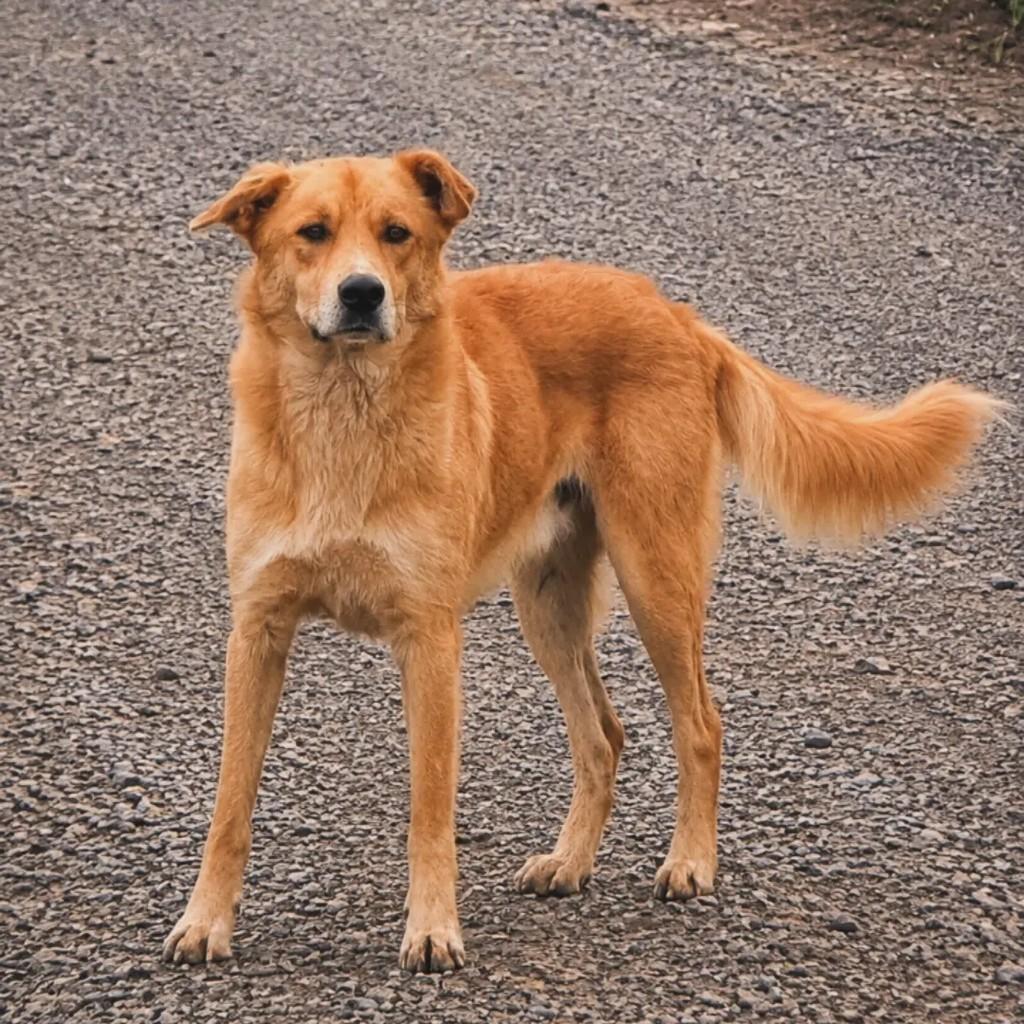 Supino, cachorro de porte médio para adoção em Áurea - RS
