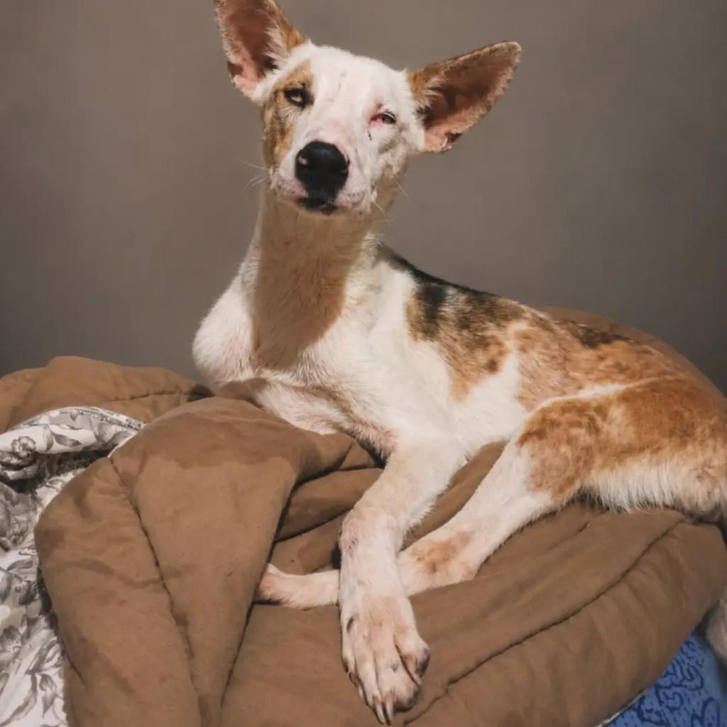 Orácio, cachorro de porte médio para adoção em Áurea - RS