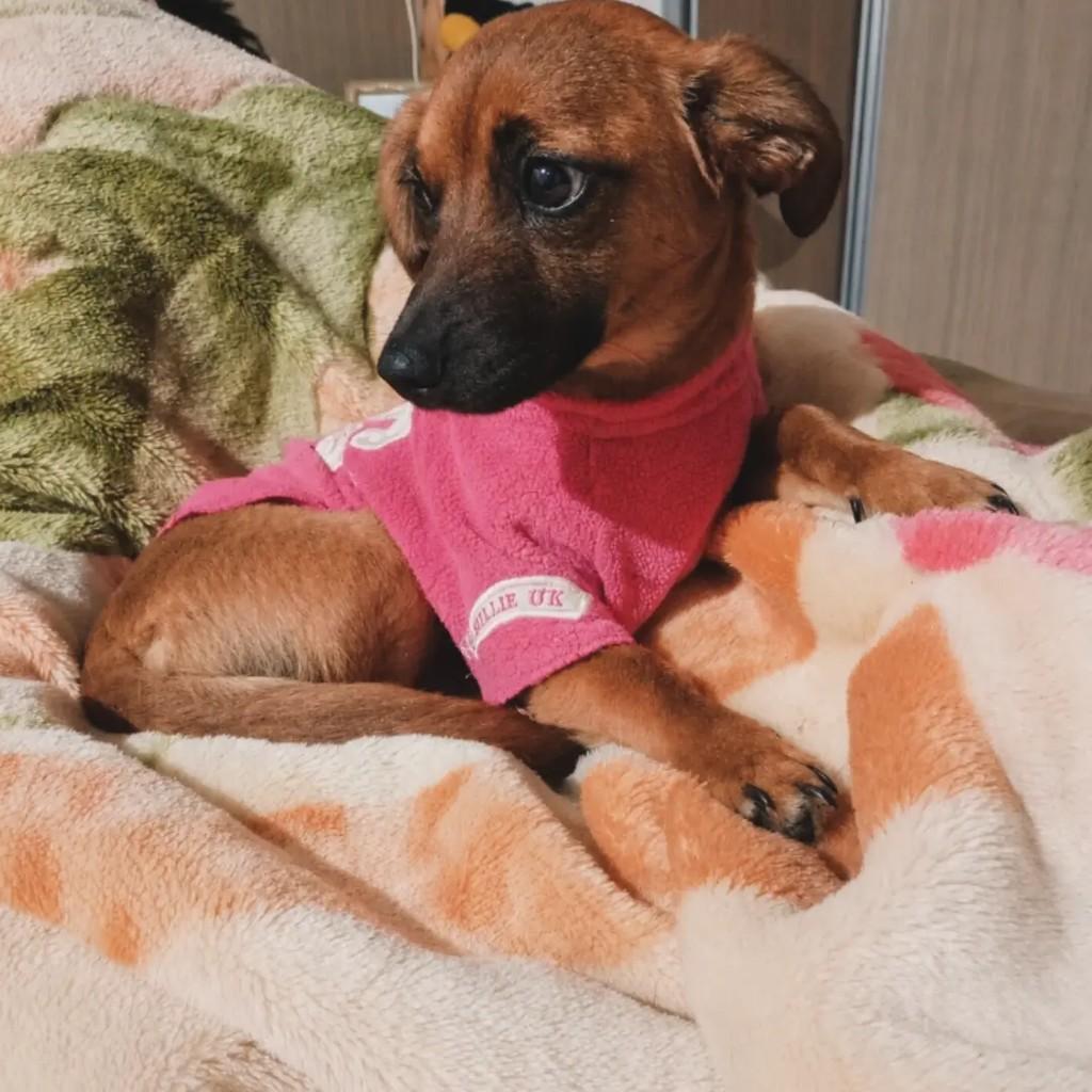 Lola, cadela de porte pequeno para adoção em Áurea - RS