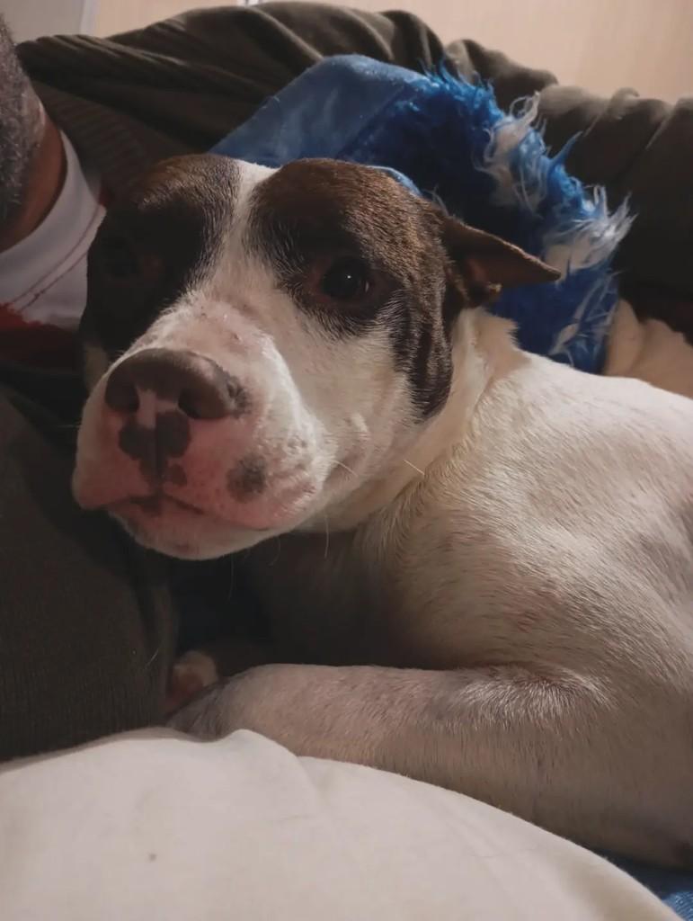 Luna, cadela de porte médio para adoção em Áurea - RS