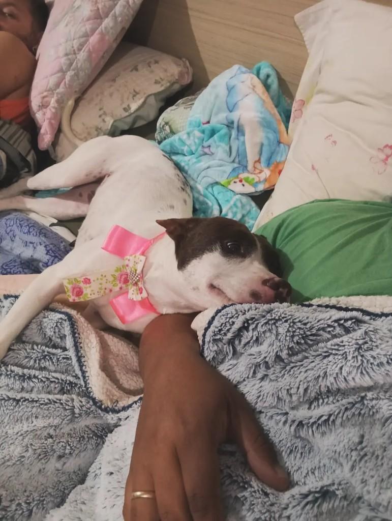 Luna, cadela de porte médio para adoção em Áurea - RS — foto 2 de 3