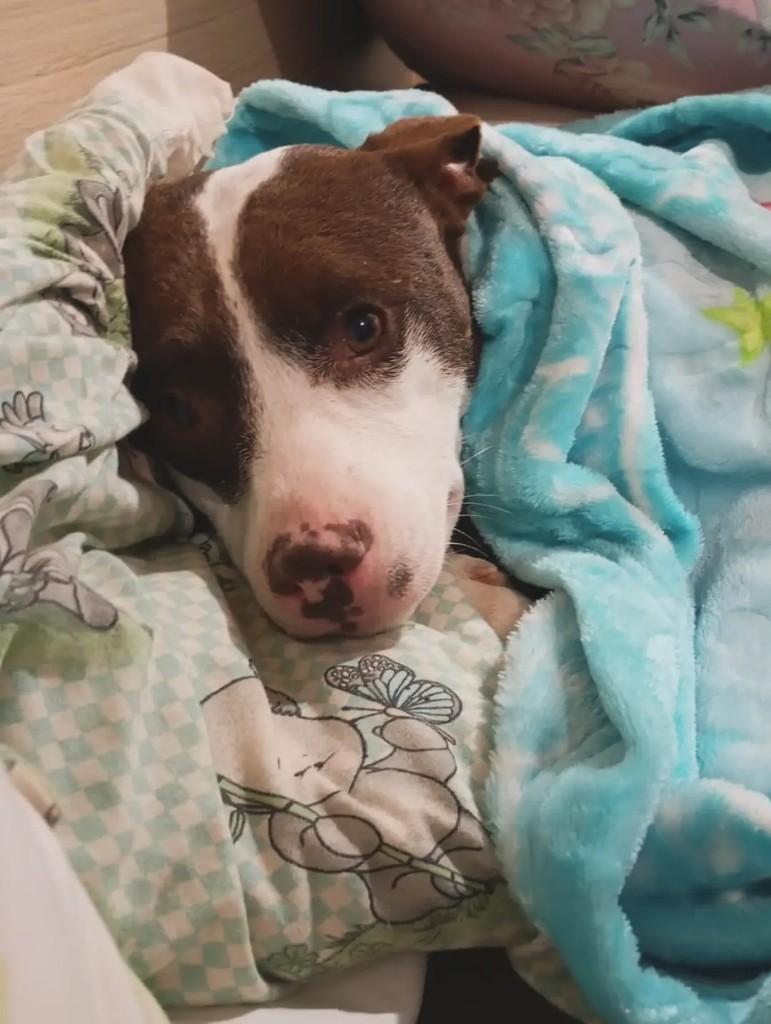 Luna, cadela de porte médio para adoção em Áurea - RS — foto 3 de 3