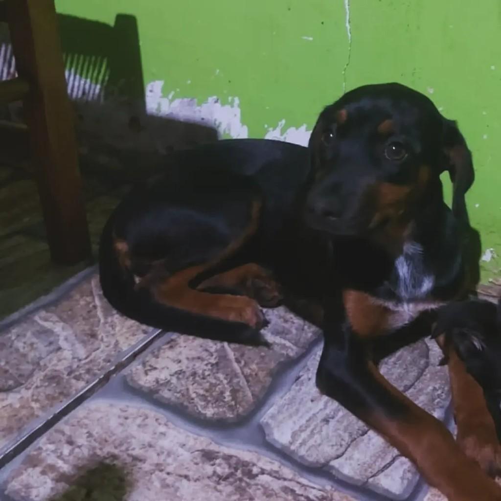 Amora, cadela de porte pequeno para adoção em Erechim - RS