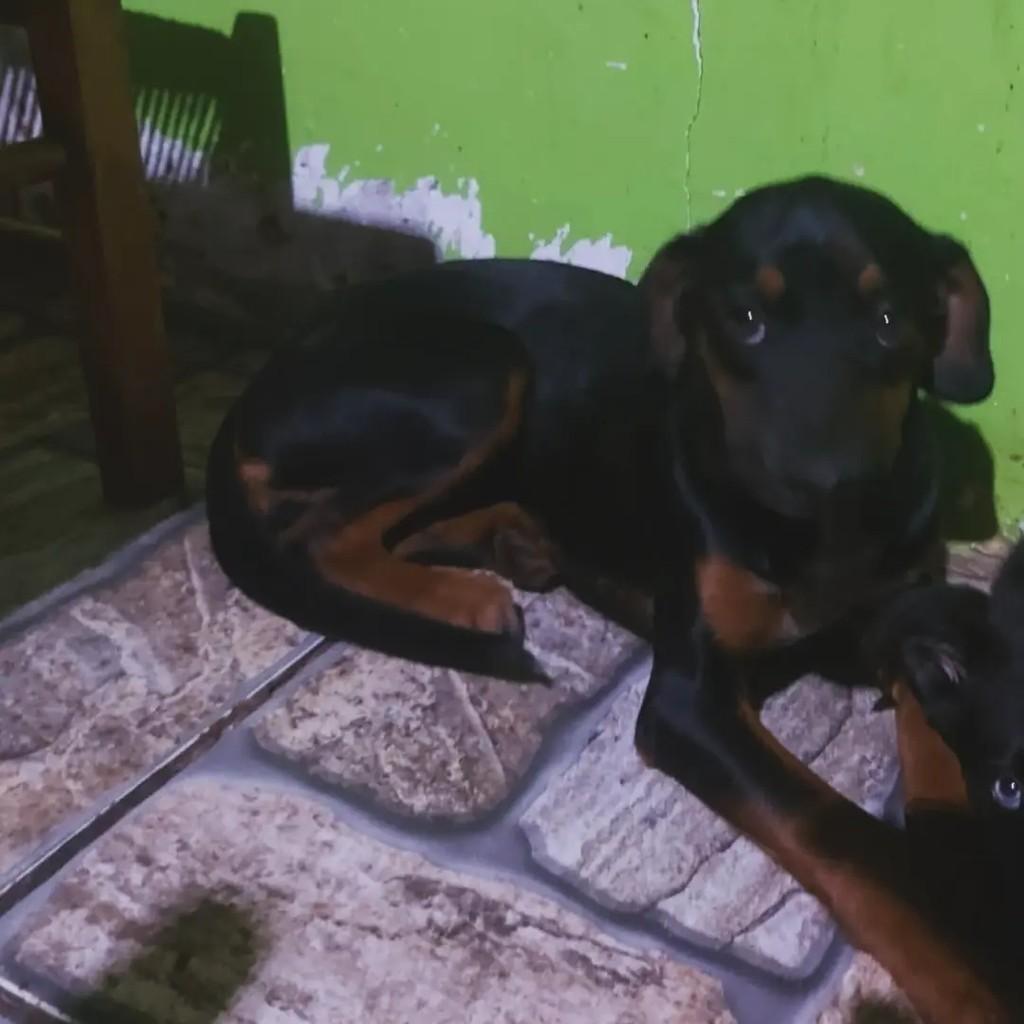 Amora, cadela de porte pequeno para adoção em Erechim - RS — foto 2 de 3