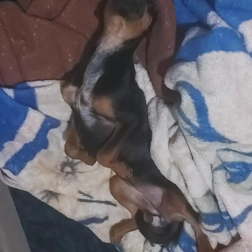 Amora, cadela de porte pequeno para adoção em Erechim - RS — foto 3 de 3