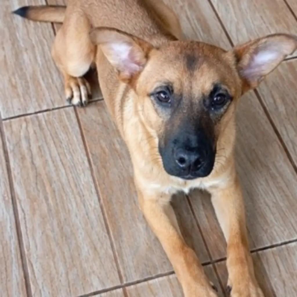 Palito, cachorro de porte médio para adoção em Áurea - RS