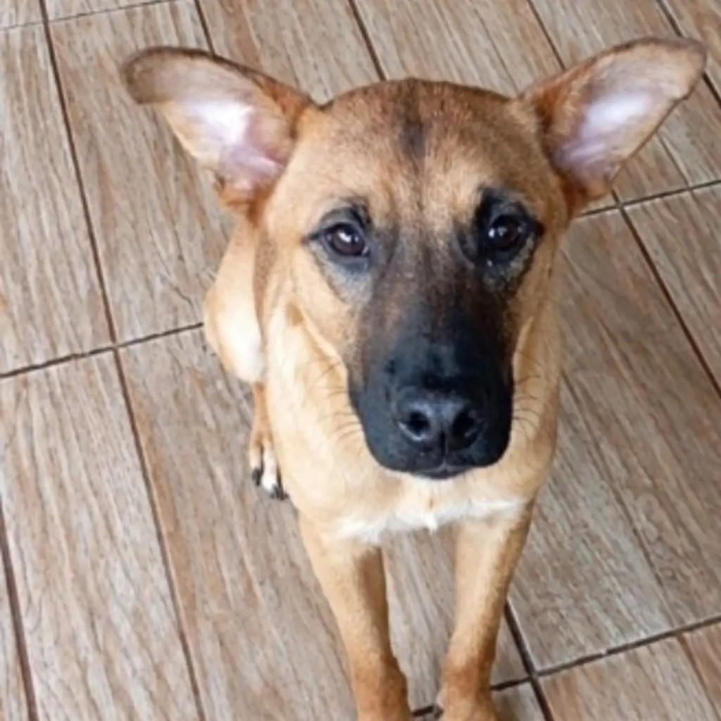 Palito, cachorro de porte médio para adoção em Áurea - RS — foto 2 de 2
