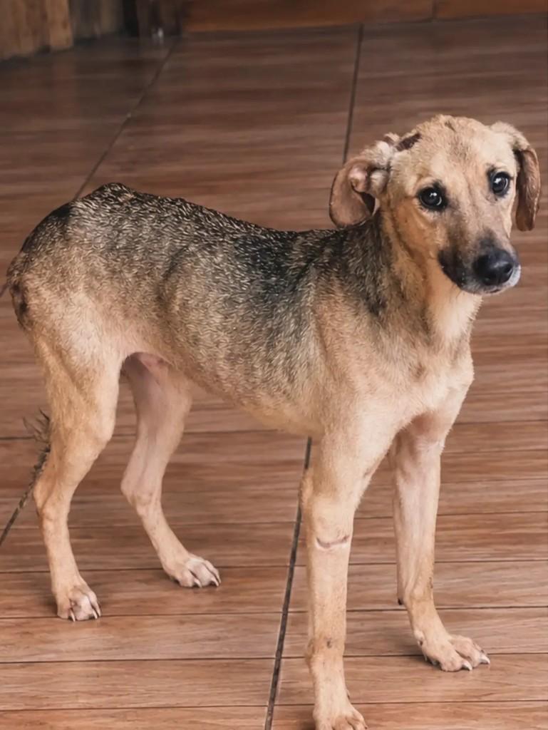 Gurizinho, cadela de porte médio para adoção em Áurea - RS
