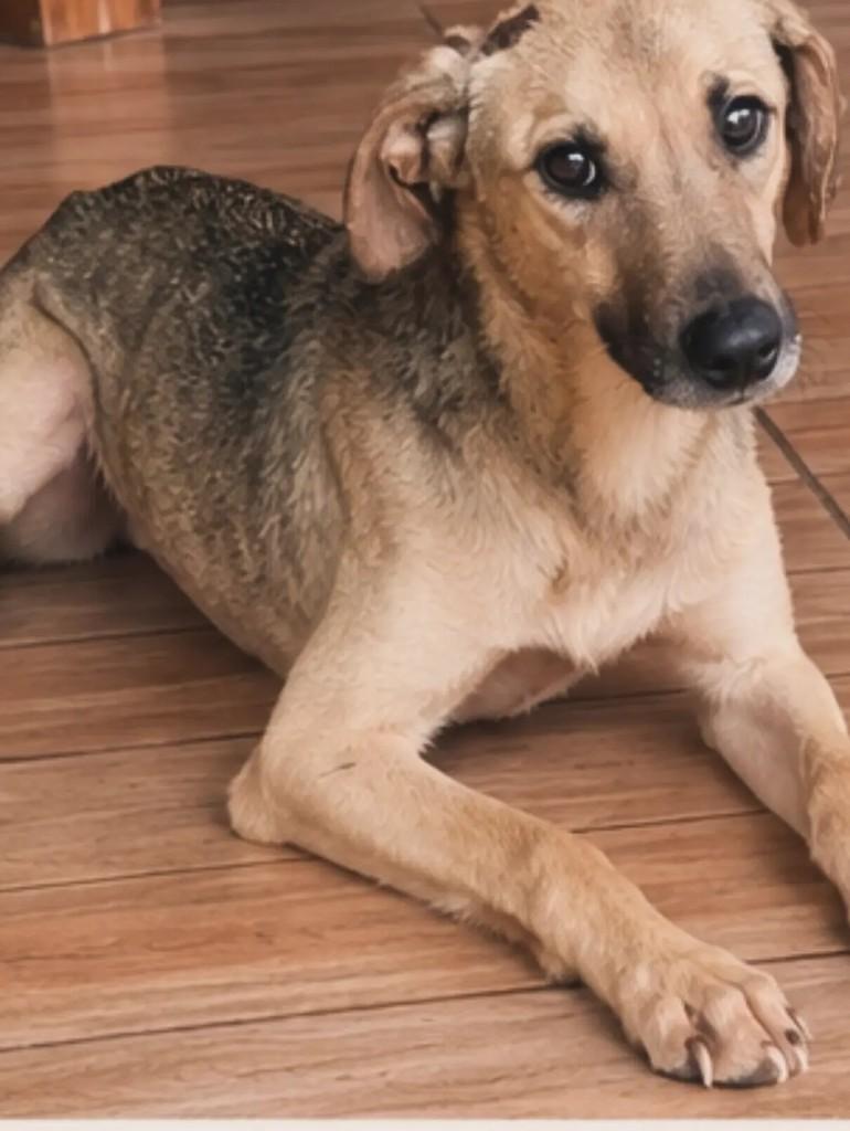 Gurizinho, cadela de porte médio para adoção em Áurea - RS — foto 3 de 3