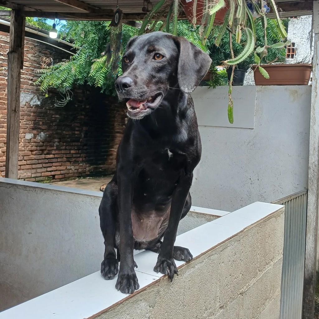 Pérola, cachorro de porte médio para adoção em Itapetinga - BA