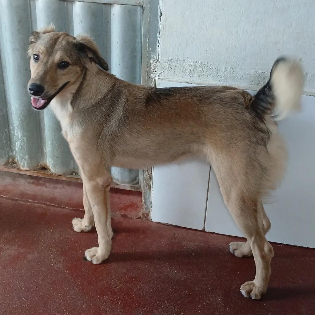 Milly, cachorro de porte médio para adoção em Itapetinga - BA