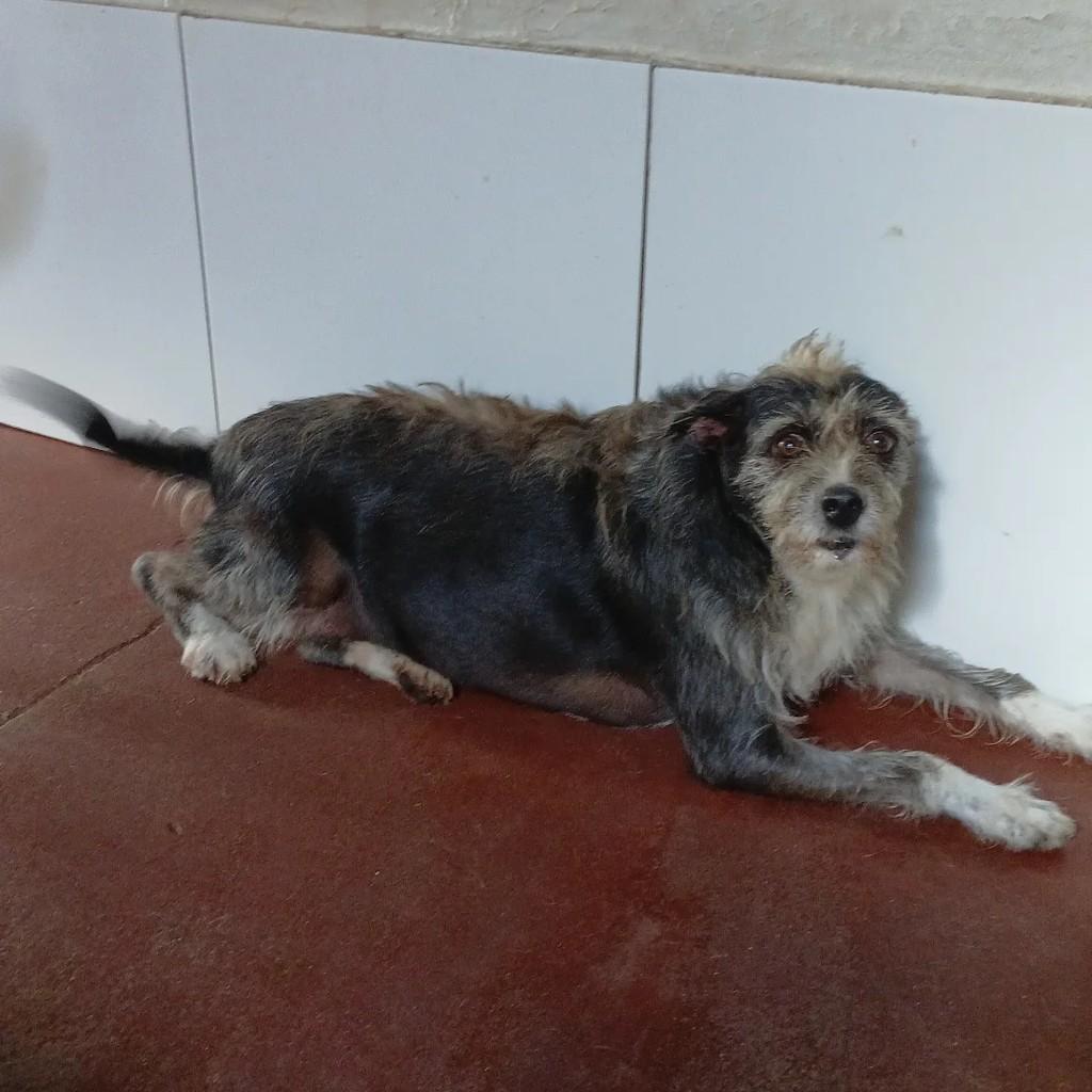Tita, cachorro de porte pequeno para adoção em Itapetinga - BA