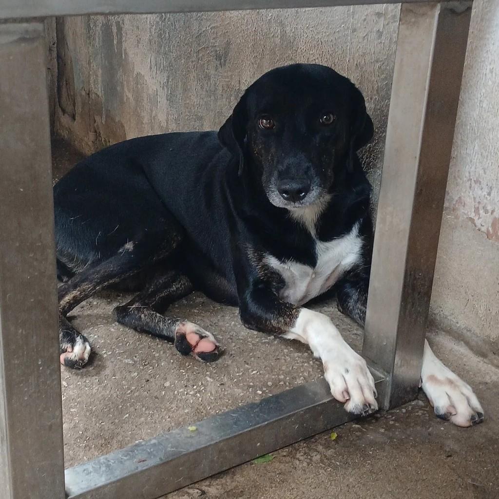 Glória Maria, cachorro de porte grande para adoção em Itapetinga - BA