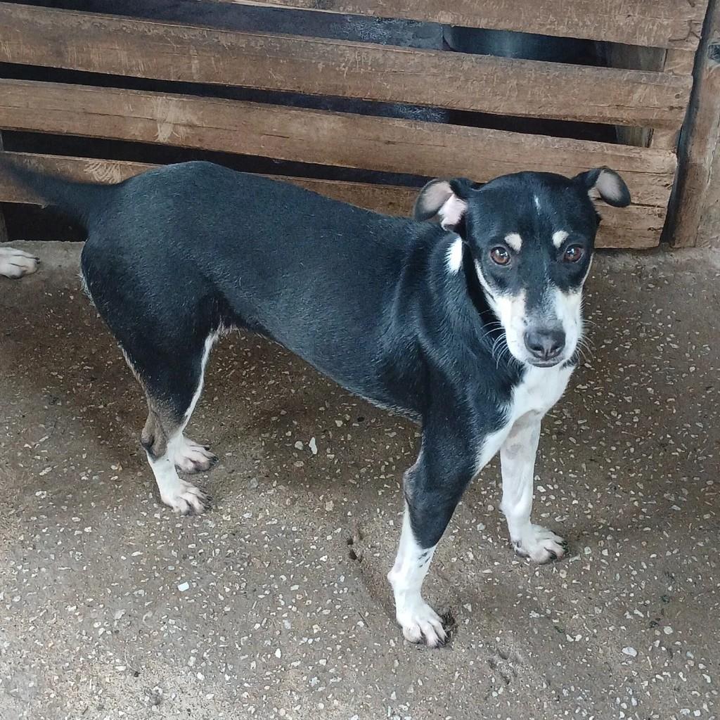 Cuscuz, cachorro de porte médio para adoção em Itapetinga - BA
