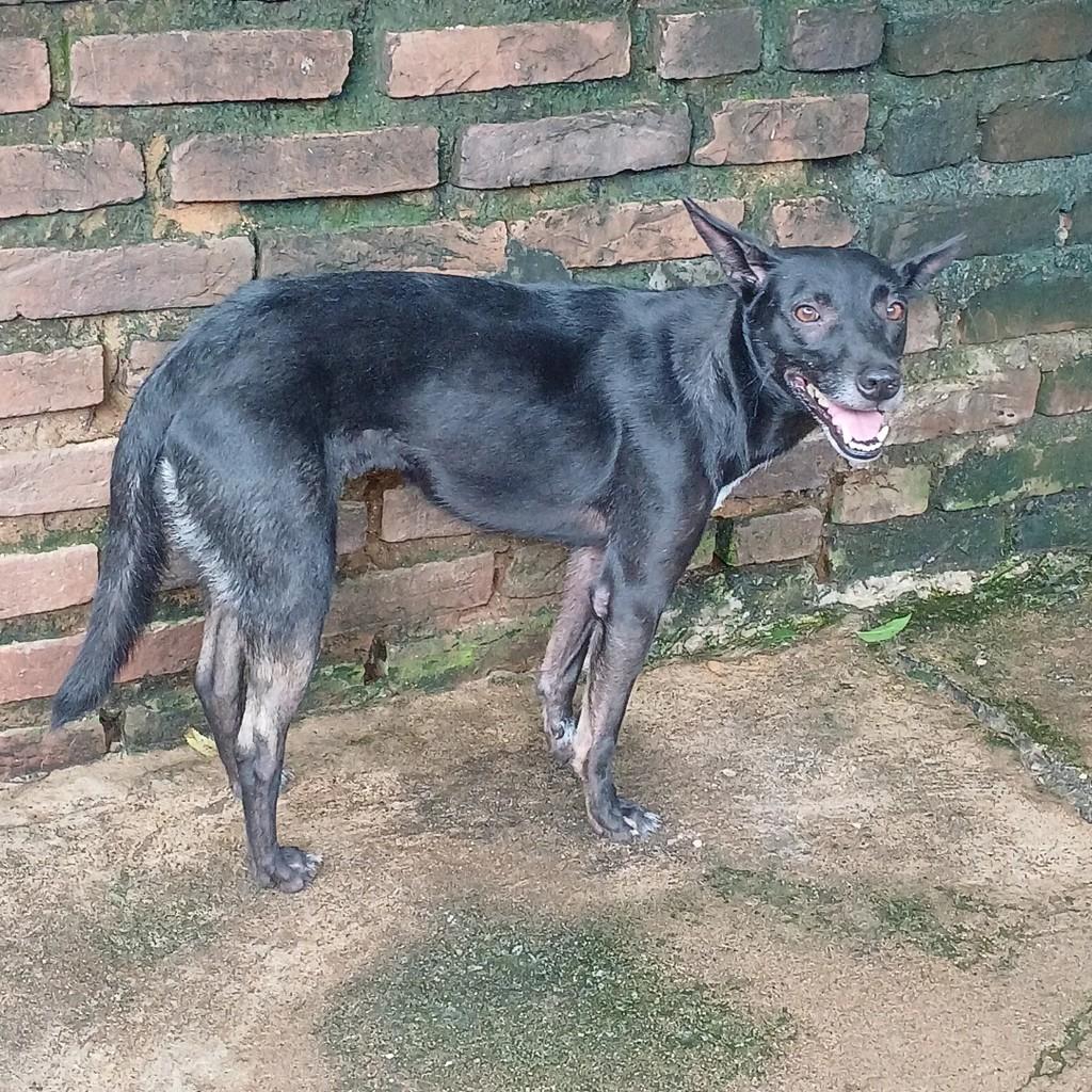 Criolinha, cachorro de porte grande para adoção em Itapetinga - BA