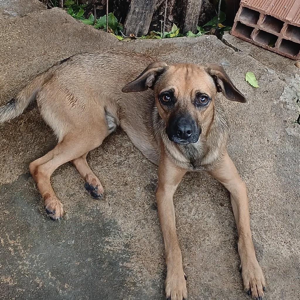 Afonso, cachorro de porte médio para adoção em Itapetinga - BA