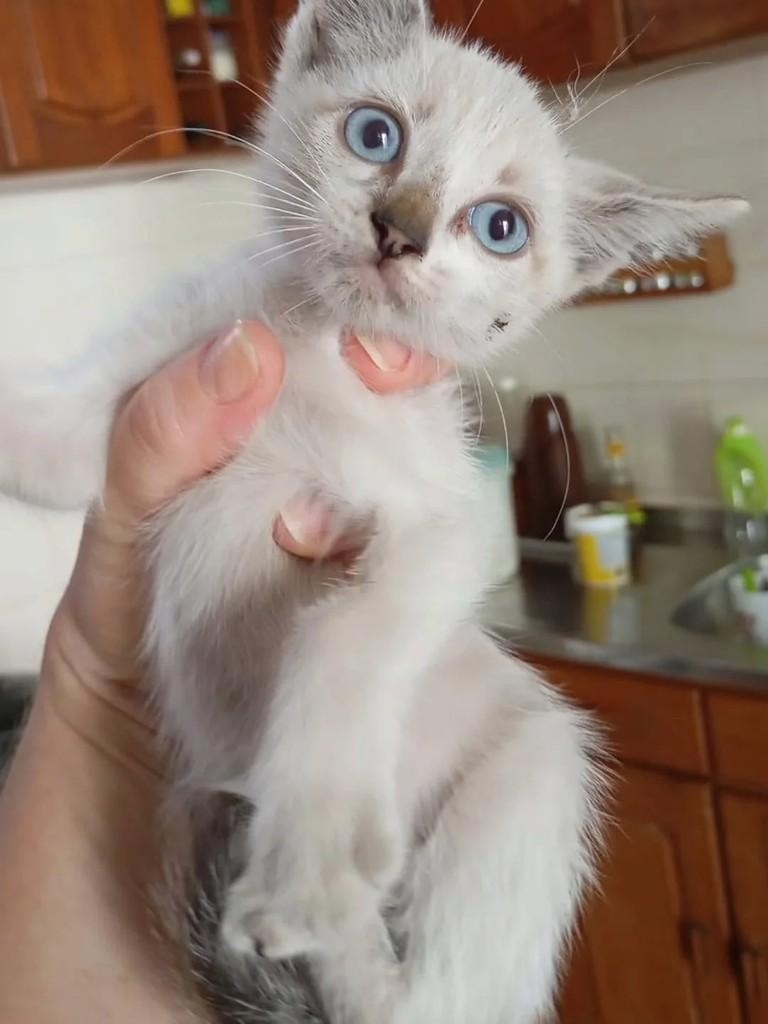 Maria Clara, gato de porte pequeno para adoção em Itapetinga - BA