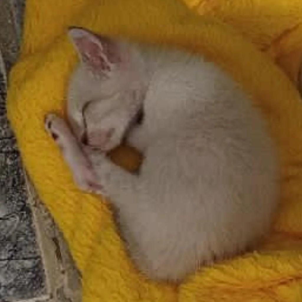 Kátia, gato de porte pequeno para adoção em Itapetinga - BA