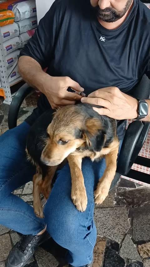 Cachorrinha, cadela de porte médio para adoção em Itapetinga - BA