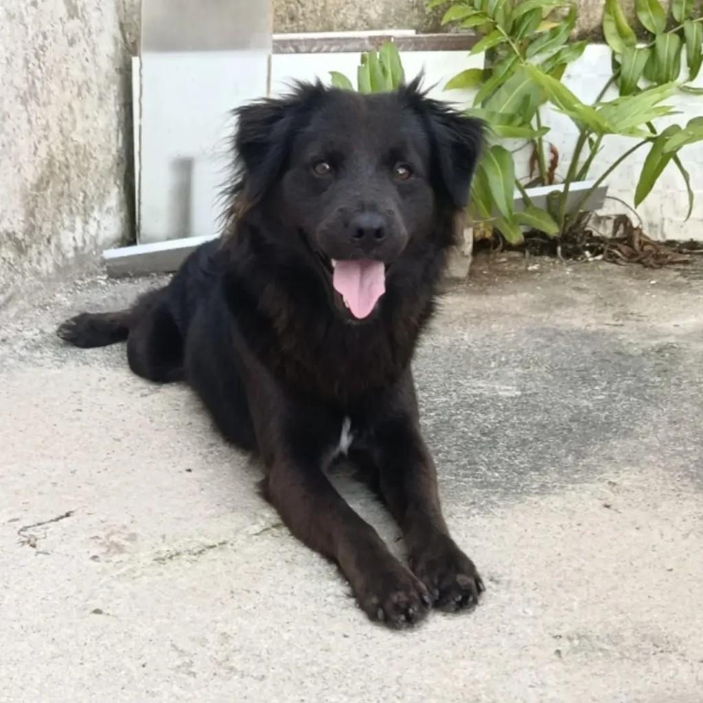 Dobbly, cachorro de porte médio para adoção em Itapetinga - BA