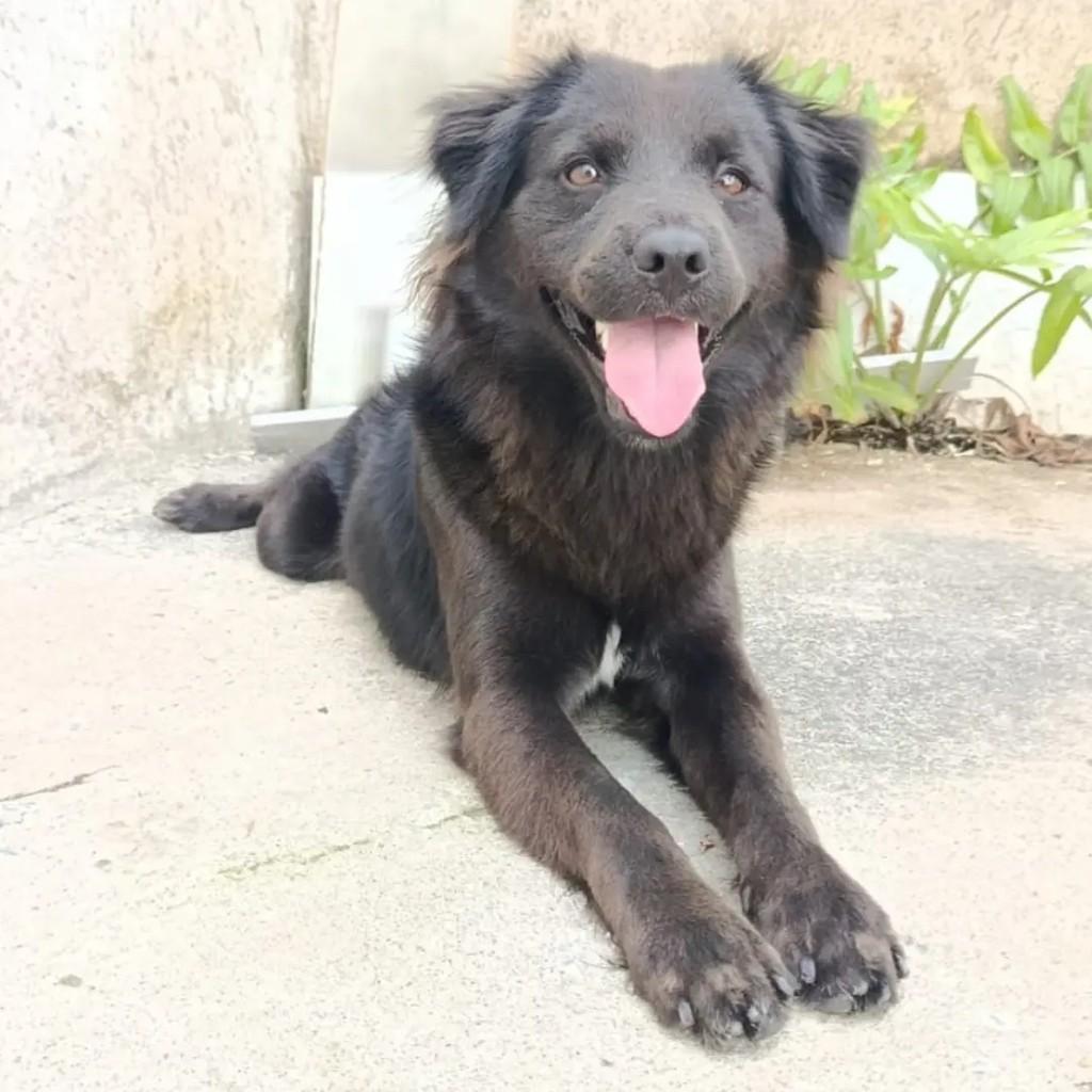 Dobbly, cachorro de porte médio para adoção em Itapetinga - BA — foto 2 de 2