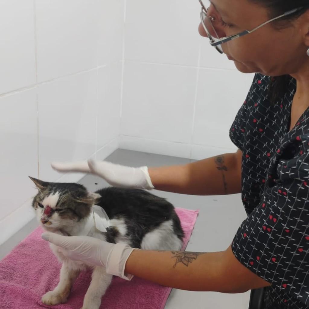 Vicente, gata para adoção em São Vicente - SP