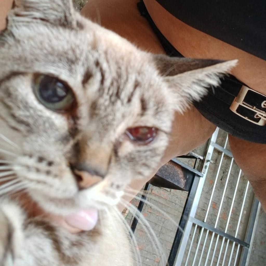 Niska, gata de porte médio para adoção em Praia Grande - SP