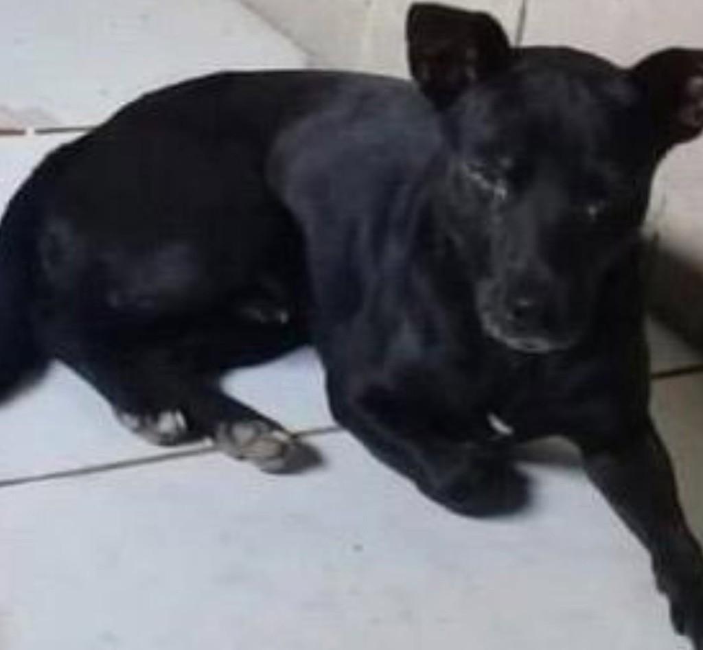 Jujuba, cachorro de porte médio para adoção em Bertioga - SP