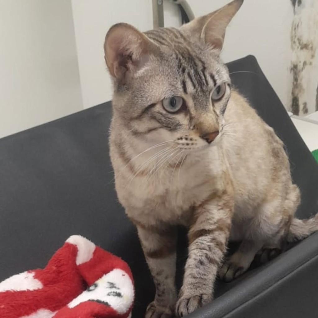Lion, gato de porte médio para adoção em Santos - SP