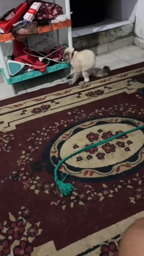 Faísca, gata de porte pequeno para adoção em Santos - SP