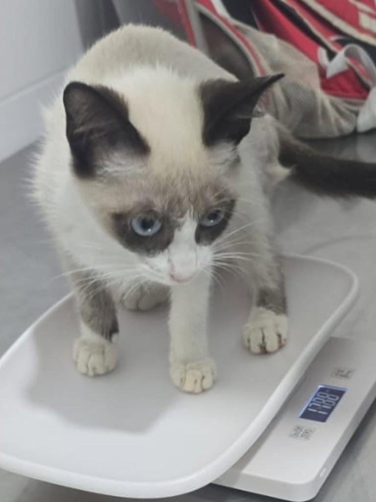 Brunilda, gata de porte pequeno para adoção em Santos - SP
