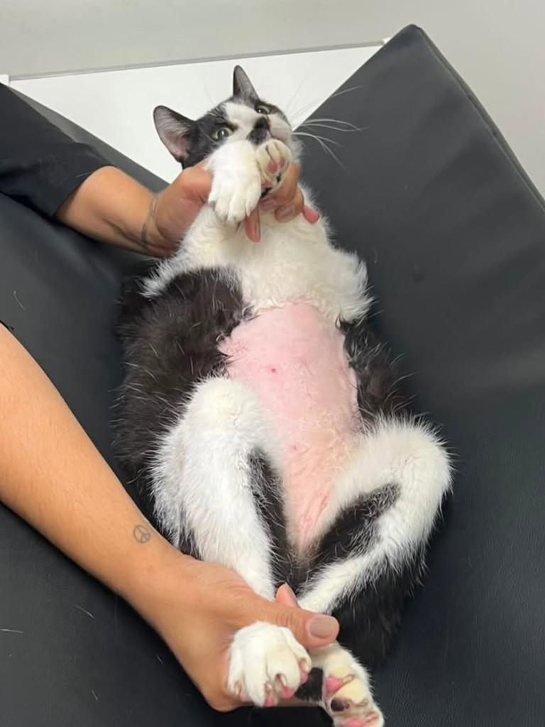 Pablo, gato de porte médio para adoção em Bertioga - SP
