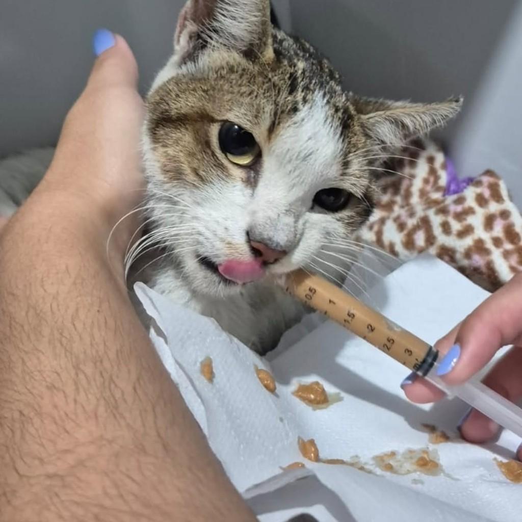 Branquinho, gato de porte pequeno para adoção em Bertioga - SP