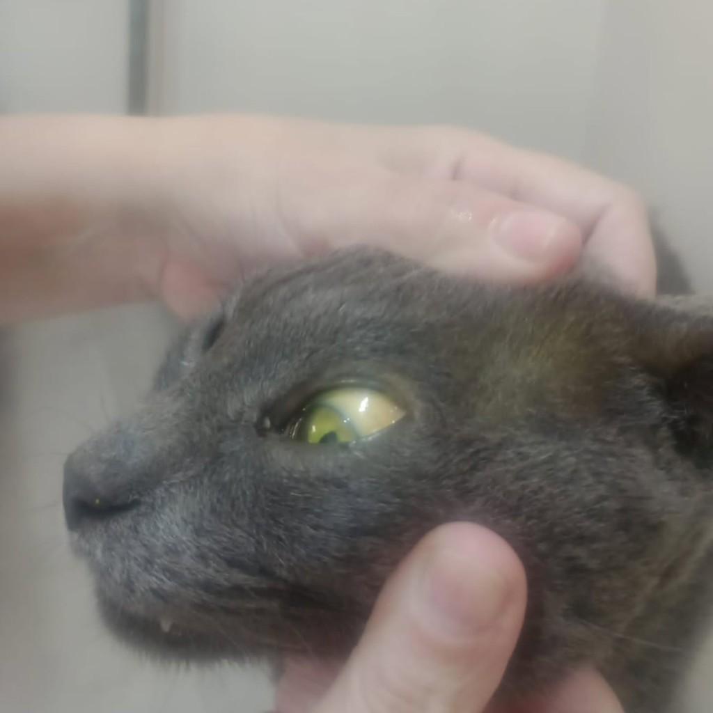 Téo, gato de porte pequeno para adoção em Bertioga - SP